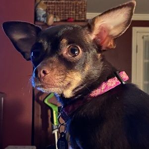 Meet your Posher, Steven